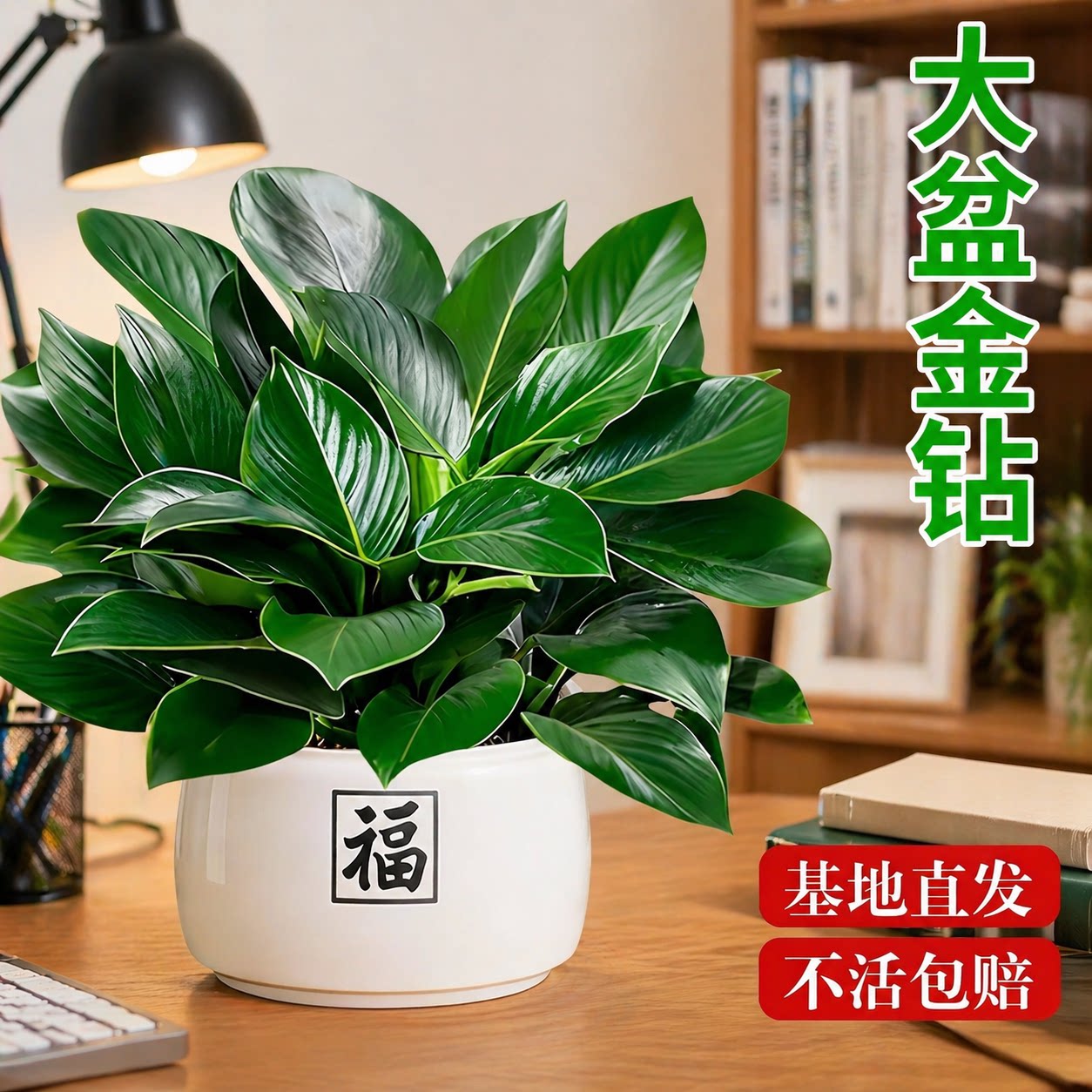 金钻绿公主盆栽苗绿萝水培植物绿植室内好养水培绿植客厅净化空气