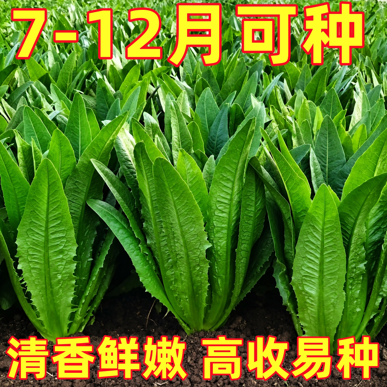 四季无斑香油麦菜种子青菜莜麦菜农家阳台庭院播种春季蔬菜种籽孑