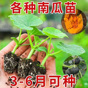 迷你贝贝南瓜苗秧苗黄红板栗秘本南瓜砍瓜冬瓜苗高产四季种植盆栽