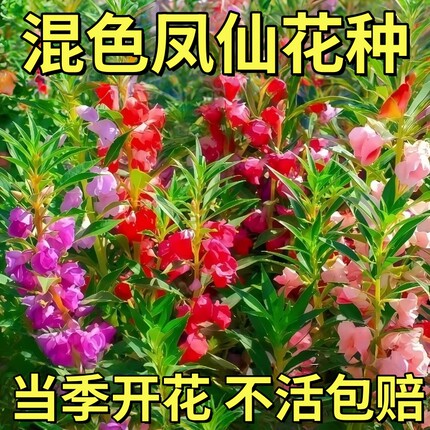 重瓣凤仙花种籽子阳台室外指甲花盆栽太阳花种孑苗四季播花卉种子