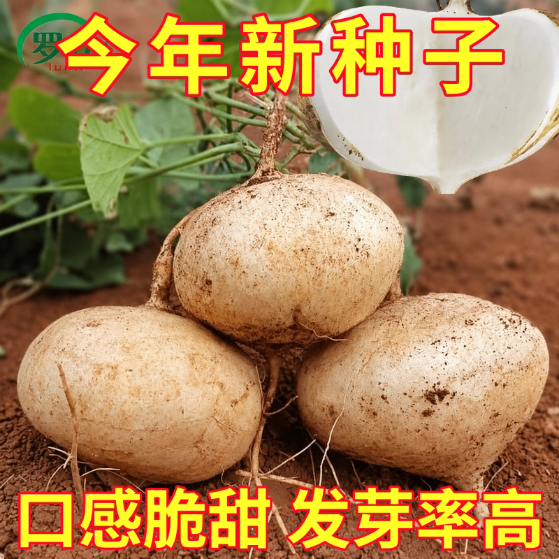甜脆水果凉薯种籽特甜脆多汁地瓜种子沙葛凉瓜土瓜种农家蔬菜种孑