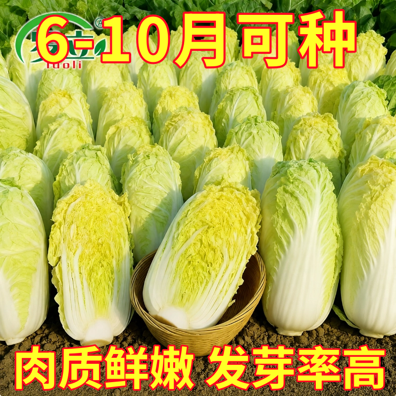 正宗娃娃菜种子老品种黄心娃娃菜进口奶油小娃娃菜籽种大白菜种子