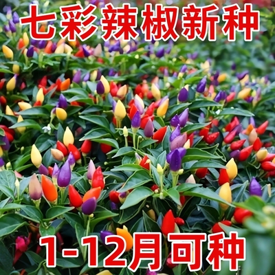 小尖椒种子辣椒种籽朝天椒观赏广西彩椒辣苗秧盆栽彩椒籽种孑