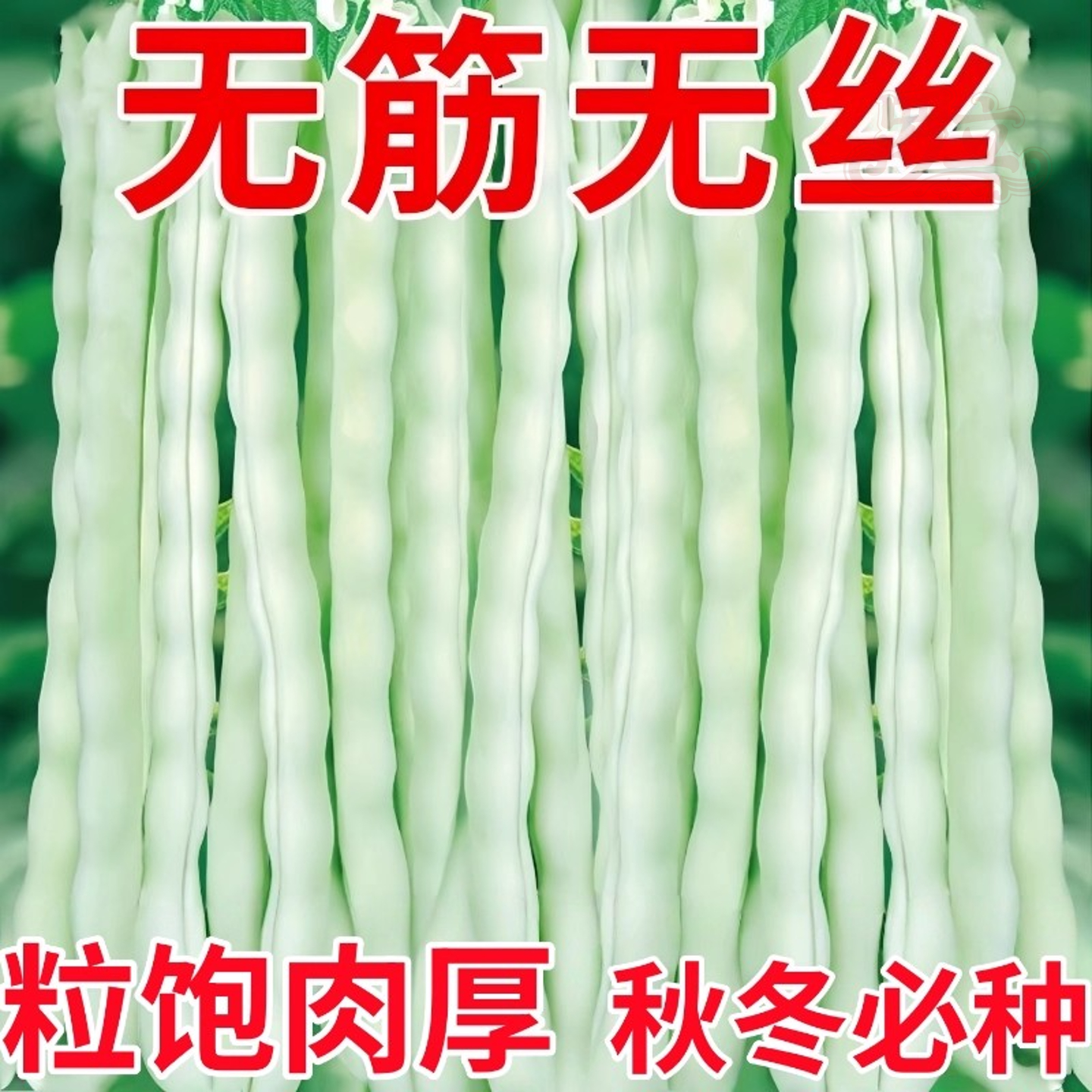 白不老芸豆种子早熟四季豆白芸豆高产九粒白豆角架豆四季蔬菜种子