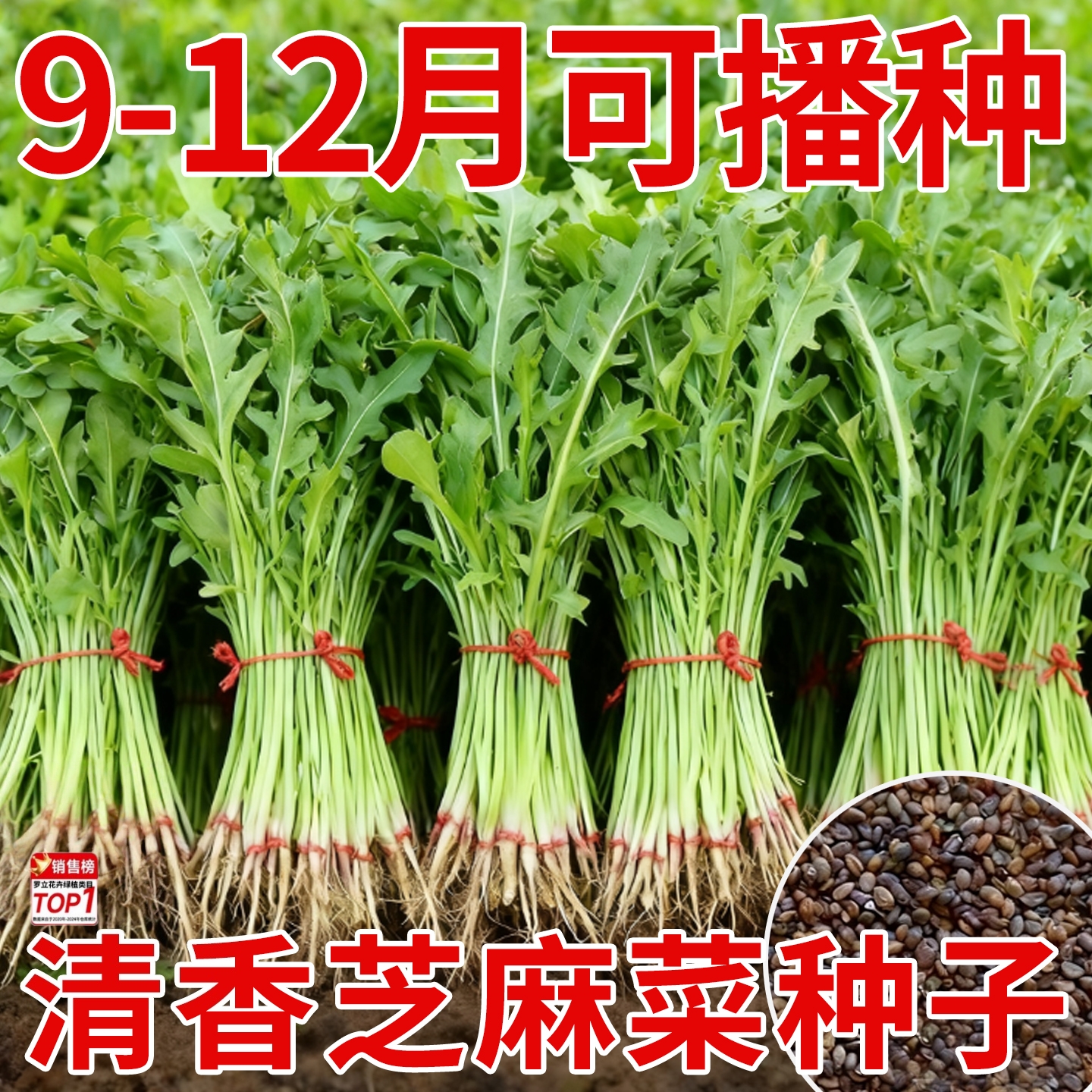 芝麻菜种子孑小青菜火箭生菜种籽四季菜籽种籽种盆栽东北臭菜菜种