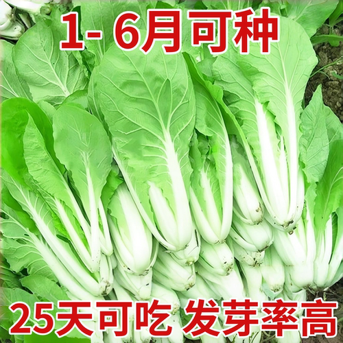四季奶油白菜籽种大全快菜种籽青菜毛白菜小白菜种子蔬菜种子盆栽