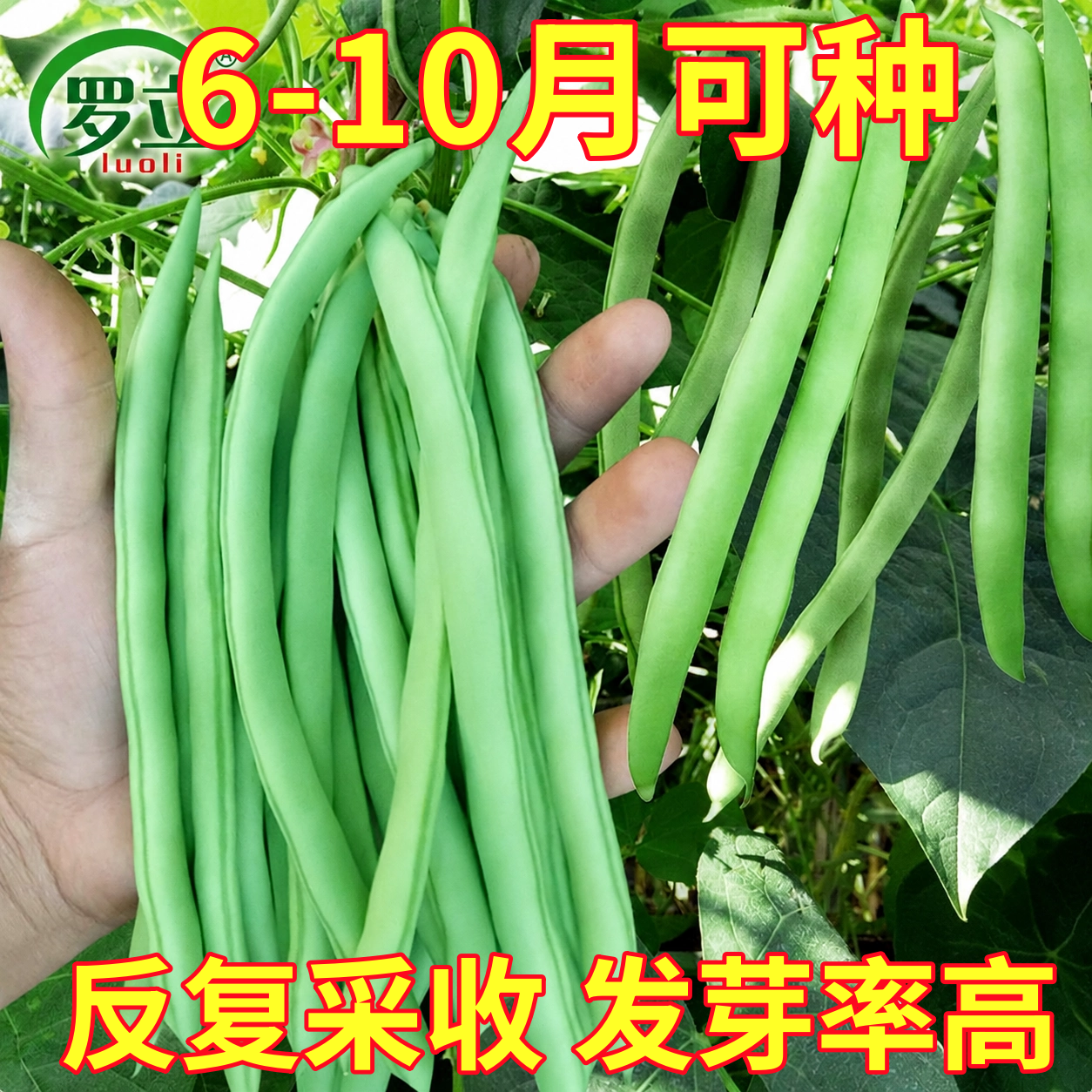 无架地豆种子苗高产不搭架豇豆豆角种孑春夏秋菜豆矮生四季豆种籽
