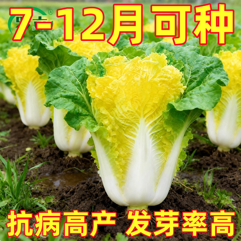 鸡蛋黄奶油大白菜种子真好吃黄心快菜籽农家田园夏秋四季播蔬菜孑