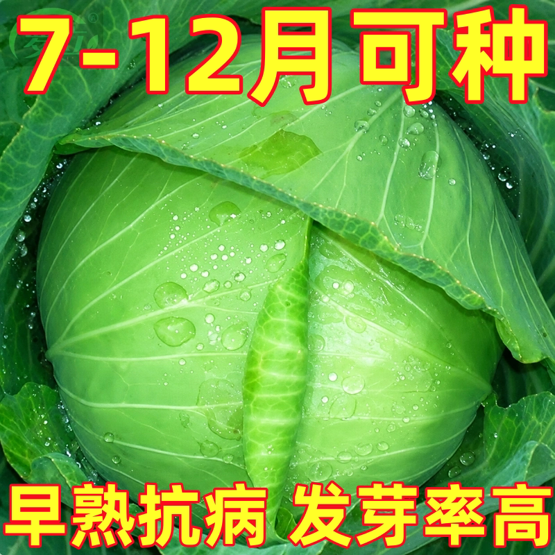 甘蓝种子京丰一号结球甘蓝卷心菜包心菜种籽四川农家田园蔬菜种孑