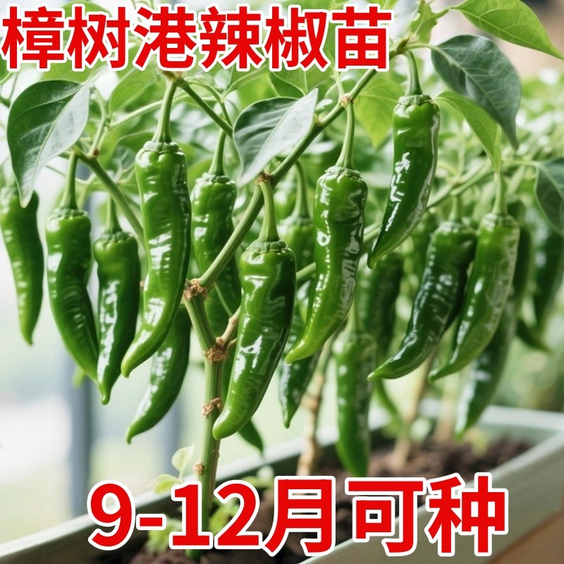 湖南正宗樟树港辣椒苗秧苗四季盆栽小米辣朝天椒螺丝椒高产阳台