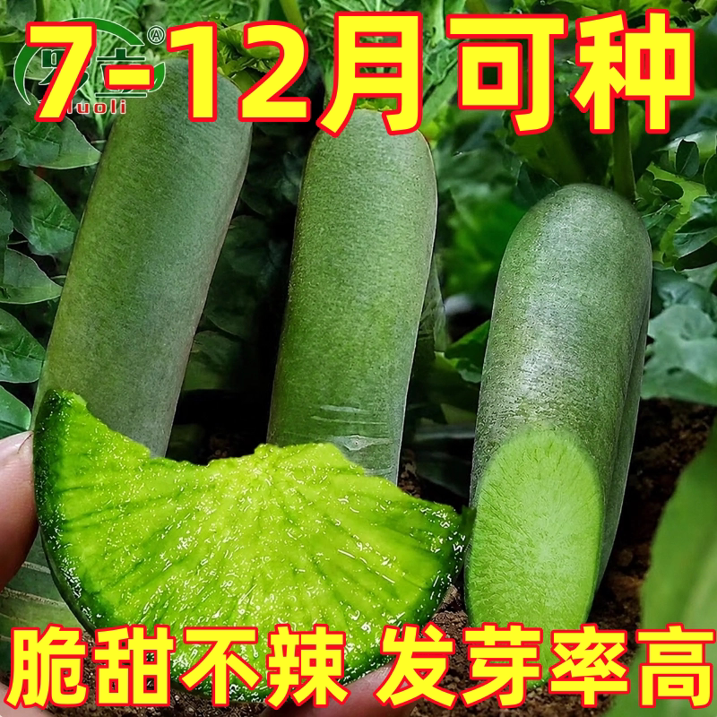 天津沙窝水果萝卜种子种籽子潍县青罗卜凤梨籽种甜脆型孑大全菜种