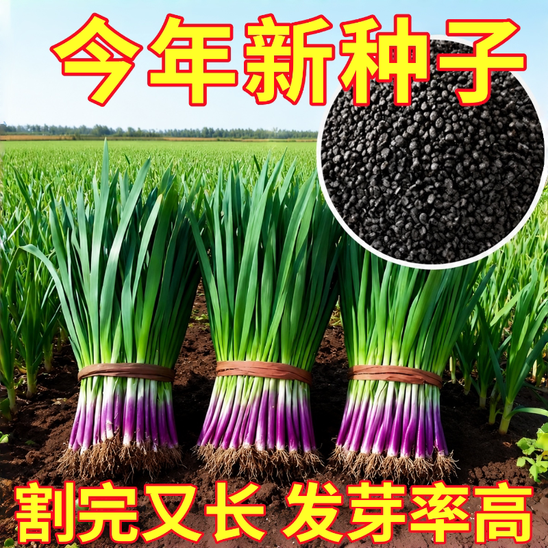 紫根韭菜种子四季种籽子根红根宽叶根苗蔬菜苗籽种孑大叶籽大全