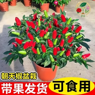 辣椒盆栽带果可食用朝天椒小米椒客厅阳台庭院蔬菜四季结果绿植物
