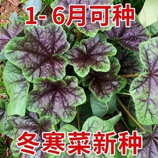 冬寒菜种子糯米冬寒菜其菜冬苋菜种秋冬耐寒阳台盆栽蔬菜农家菜籽