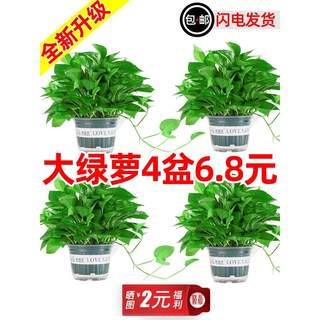 大盆绿萝室内植物花卉绿植水培长藤垂吊大叶绿箩新房家用吸除甲醛