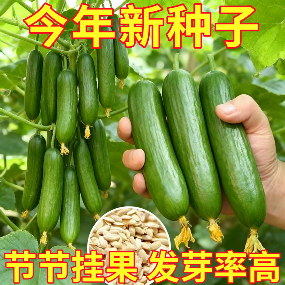 荷兰水果黄瓜种子无刺小黄瓜种籽四季阳台盆栽菜籽庭院蔬菜种子孑