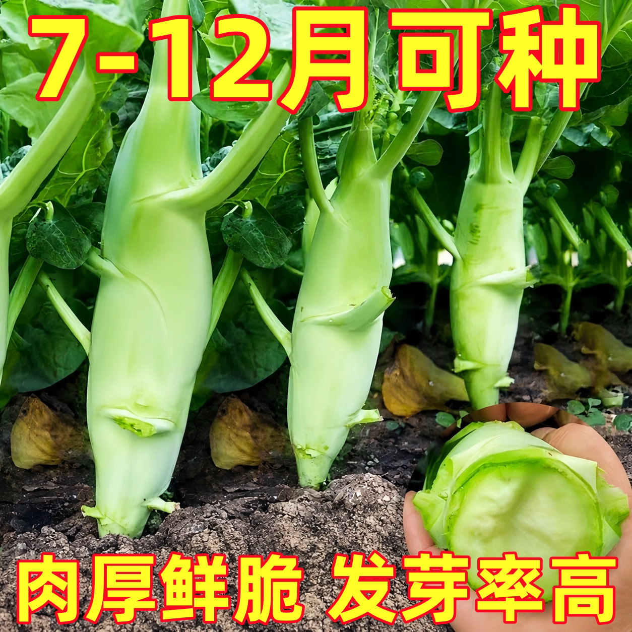 鸡腿芥兰种子芯绿芥兰菜种籽潮汕红芥蓝菜籽甜芥蓝种孑四季蔬菜籽