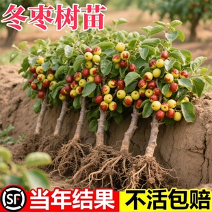 嫁接棗樹活苗果樹南方北方帶葉土球種植冰糖特棗大超甜沾化冬棗苗