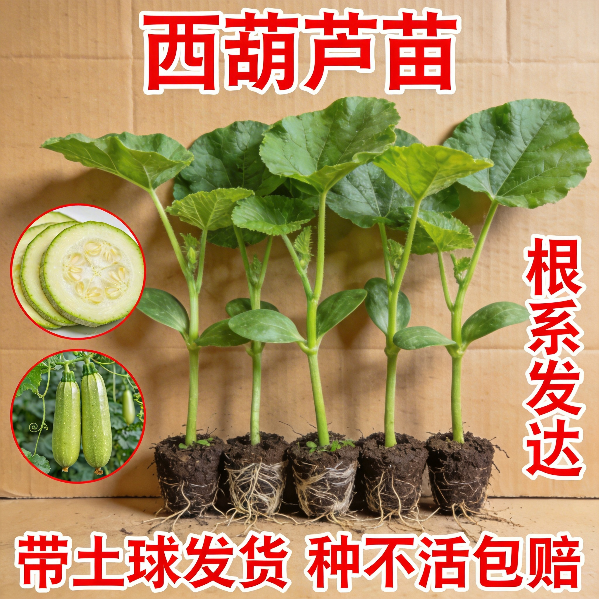 四季西葫芦种子生瓜种籽青绿皮葫芦种子四季阳台高产早熟蔬菜种籽