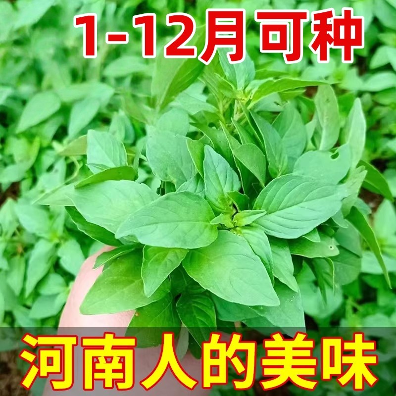 荆芥菜种籽大全河南大叶蔬菜种子孑四季种植菜籽金苋菜荆棘空心菜