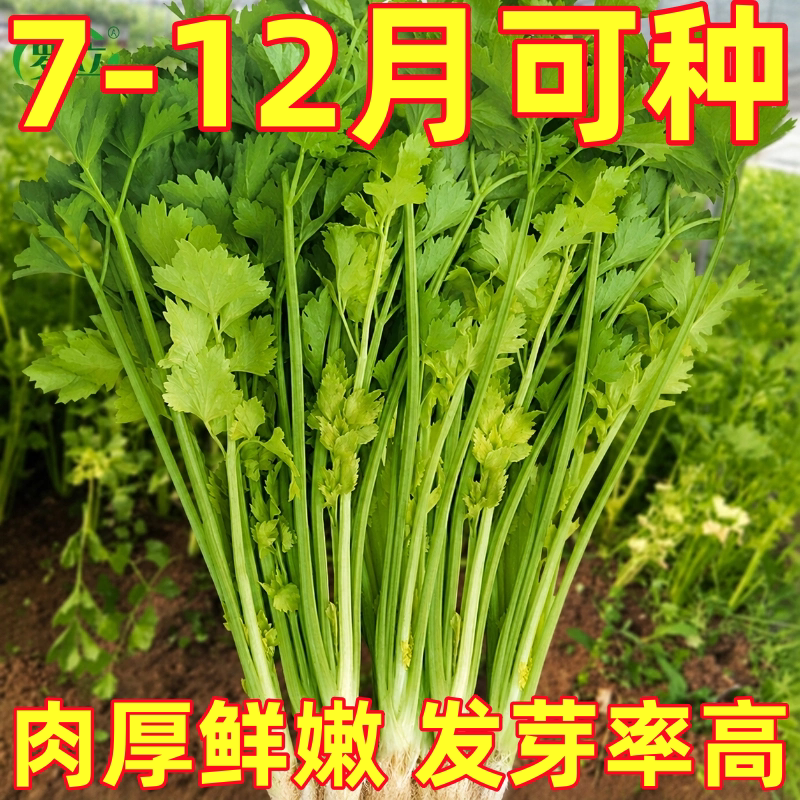 黄心香芹种子四季黄心芹种子抗热耐寒农家菜园盆栽香芹芹菜种子