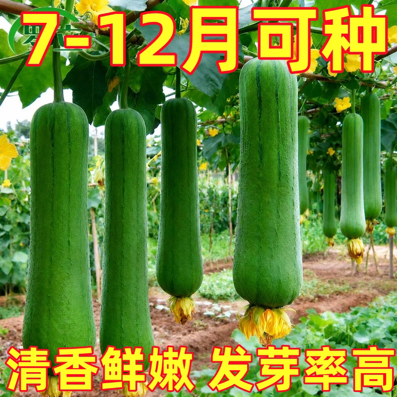 秋肉丝瓜种子种籽棱角长香青菜蔬菜四季苗秧盆栽老品种秧苗孑子
