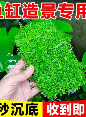 爬地矮珍珠8*15cm盒装水草缸鱼缸草缸造景水培增氧淡水草前景植物