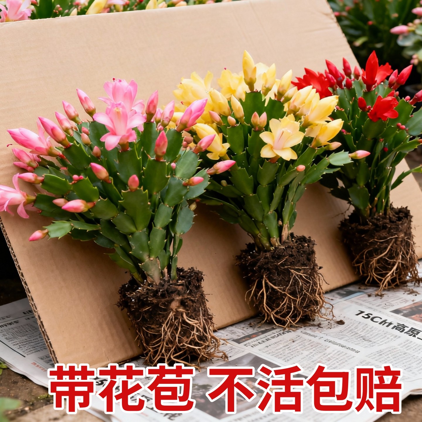 蟹爪兰苗多肉植物带根蟹抓兰仙人掌嫁接令箭荷花室内绿植花卉盆栽,鲜花速递/花卉仿真/绿植园艺,红掌/凤梨/温室花卉,淘宝优惠券,粉丝福利购,淘宝优惠卷