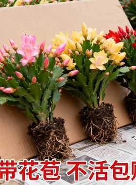 蟹爪兰苗多肉植物带根蟹抓兰仙人掌嫁接令箭荷花室内绿植花卉盆栽