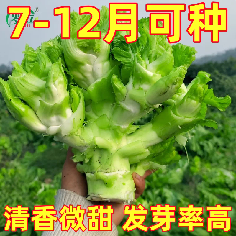 四川大儿菜种子娃儿菜籽秋季播种蔬菜种孑孑大儿菜籽孑大儿菜种籽
