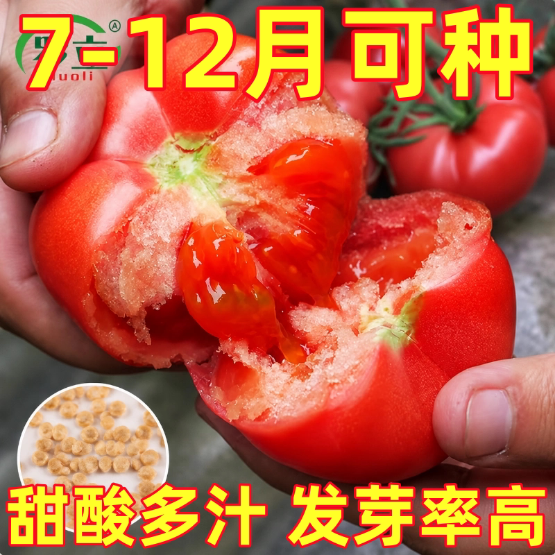 普罗旺斯西红柿种子种籽苗秧孑水果夏季种的菜种番茄菜苗大全秧苗