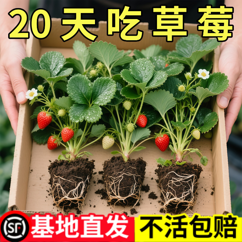 四季草莓苗秧盆栽红颜奶油草莓苗带花带果天使梦之莹种植穴盘苗