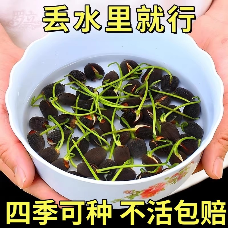 碗莲水培植物带花苞睡莲一叶莲种子室内好养四季开荷花卉盆栽水养,鲜花速递/花卉仿真/绿植园艺,水生植物,淘宝优惠券,粉丝福利购,淘宝优惠卷