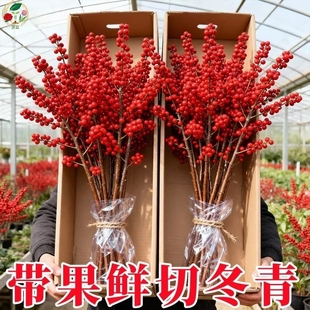 带果北美冬青鲜切树苗进口年宵花花卉雄株公树冬青红果真花红果子