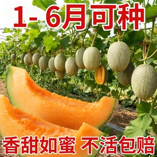 网纹哈密瓜种子超甜南北方四季播种水果甜瓜香西瓜阳台盆栽蔬菜籽