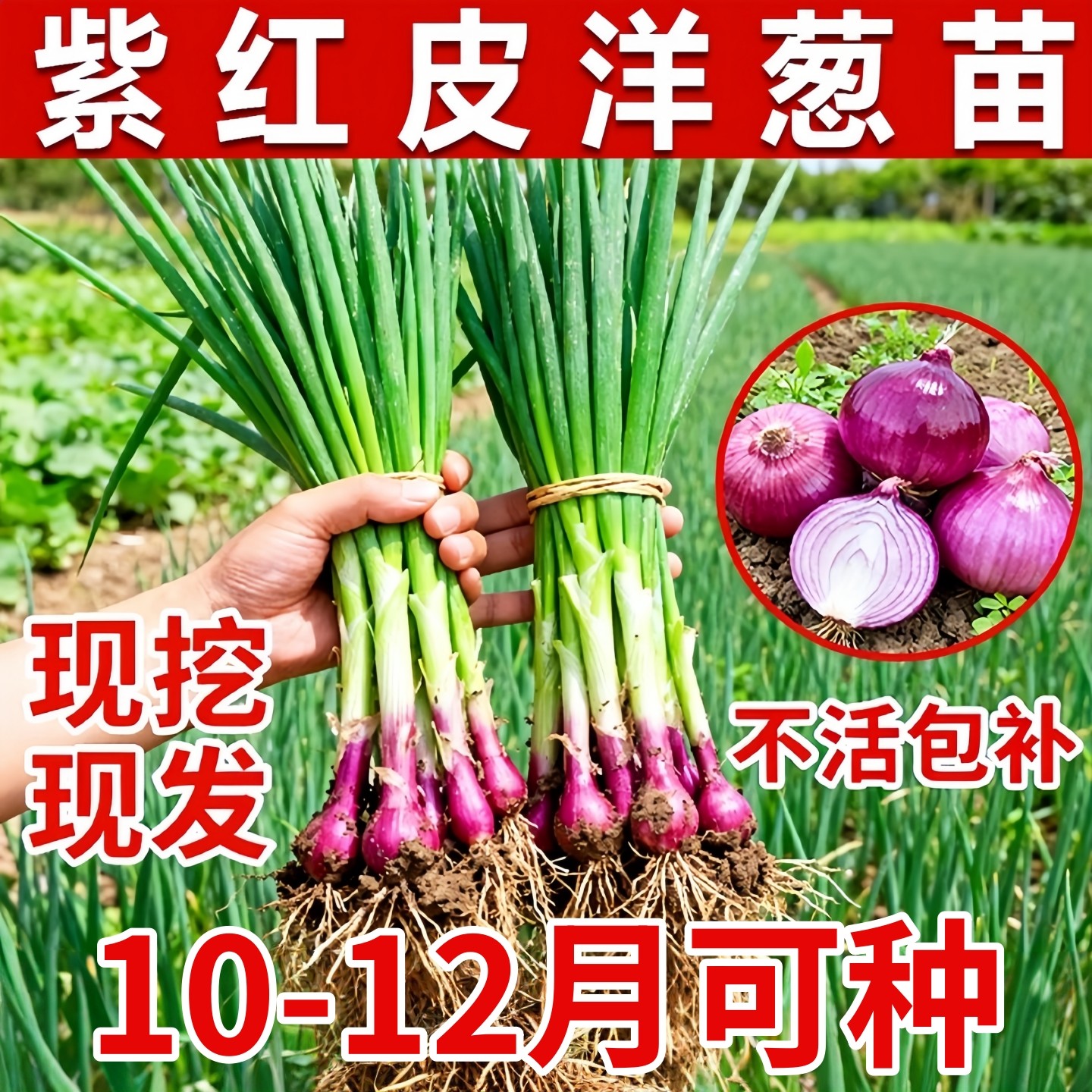 红皮洋葱苗栽苗秧子幼苗圆葱苗庭院阳台秋冬种植苗葱头新鲜蔬菜苗,鲜花速递/花卉仿真/绿植园艺,种苗/半成品盆栽,淘宝优惠券,粉丝福利购,淘宝优惠卷