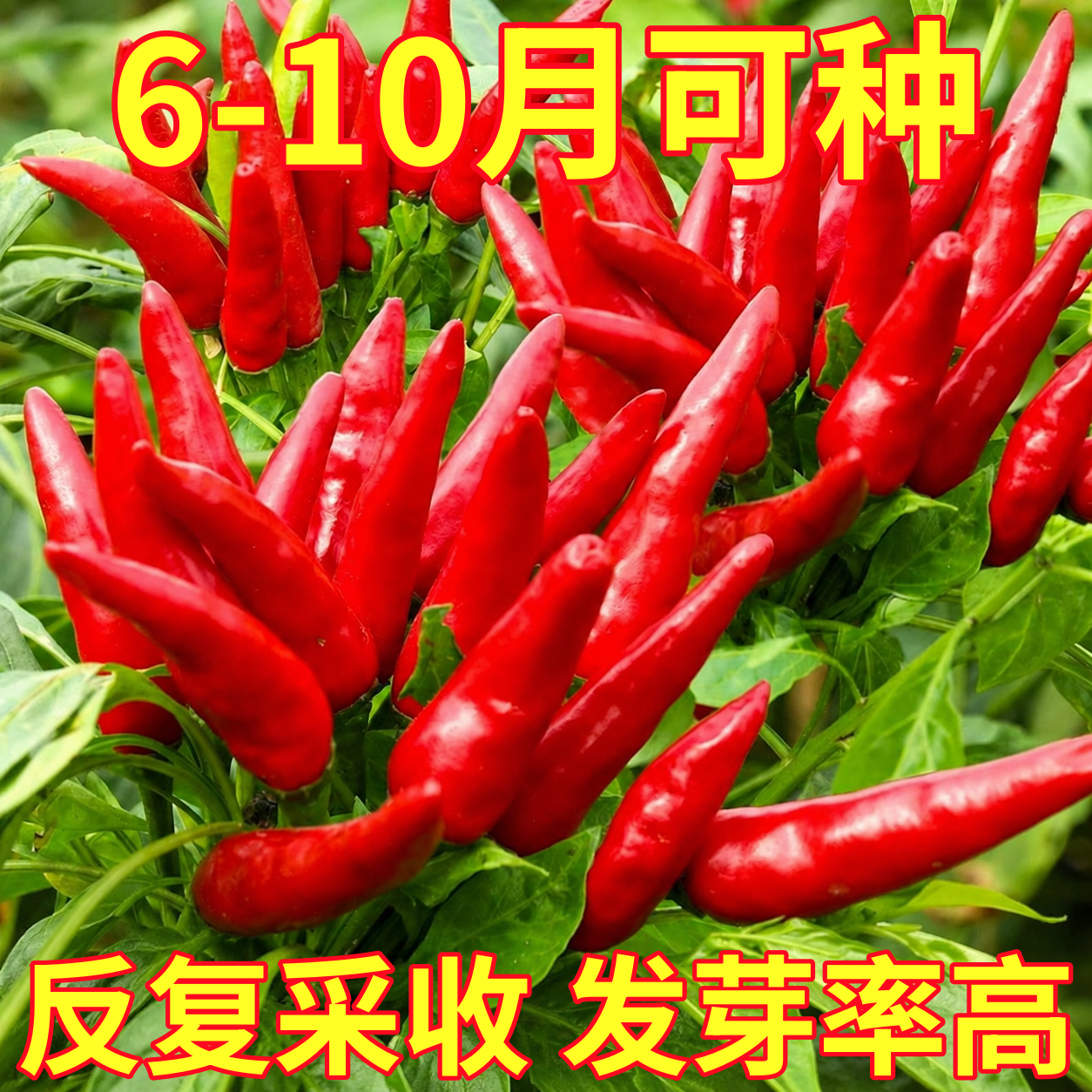 朝天椒种籽高产盆栽小米辣种子辣椒树苗带土特辣四季苗蔬菜孑秧苗