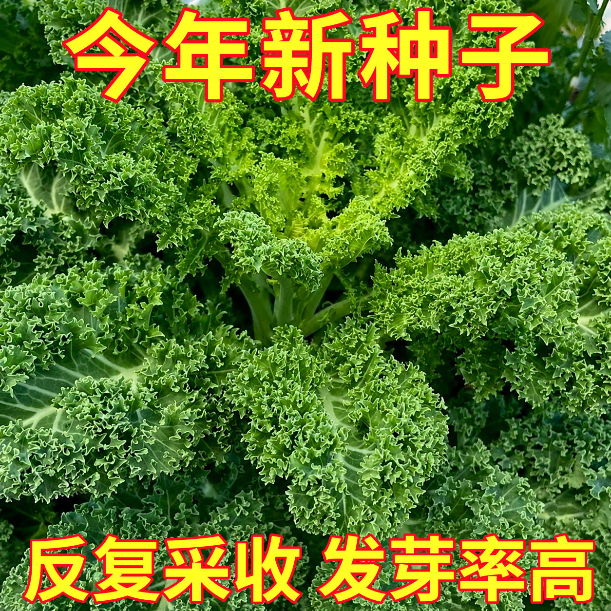 羽衣甘蓝种子四季家庭阳台盆栽蔬菜种籽耐热耐寒特色皱叶甘蓝籽种
