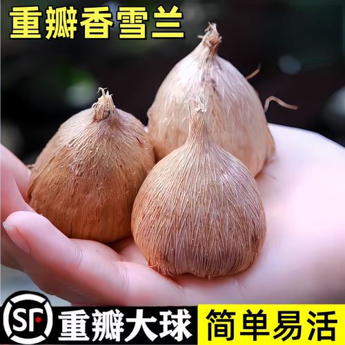 进口香雪兰种球小苍兰盆栽带花苞室内外四季播种卉绿植物好养重瓣