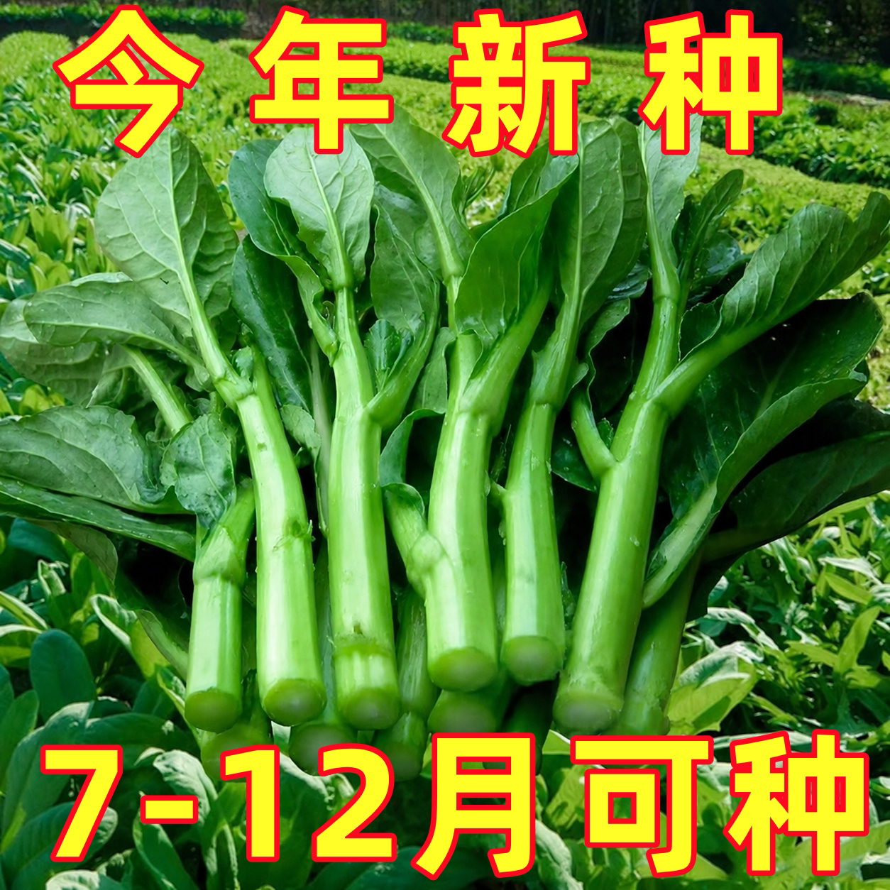 广东四九菜心种子四季播种红菜苔白菜苔速生青菜籽蔬菜秧苗菜籽孑