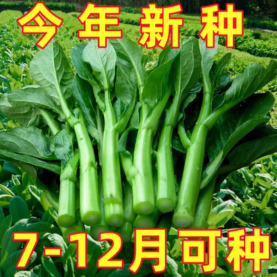 广东四九菜心种子四季播种红菜苔白菜苔速生青菜籽蔬菜秧苗菜籽孑