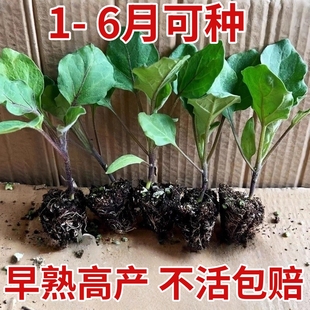 茄子苗带土杭茄苗紫长茄苗黑长茄苗青茄苗烧烤茄苗圆茄苗四季蔬菜