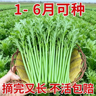 小叶茼蒿种子皇帝菜种籽光杆蒿子秆四季播阳台盆栽庭院蔬菜种子