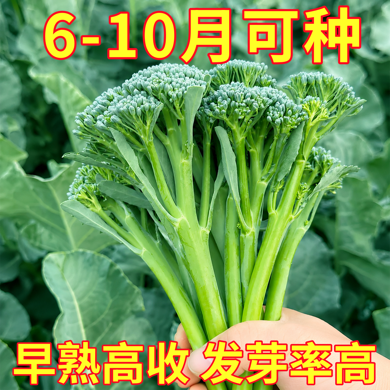 西兰苔种子种籽孑苗秧西兰花苗芥蓝芥兰菜苗西兰苔菜苗蔬菜秧苗