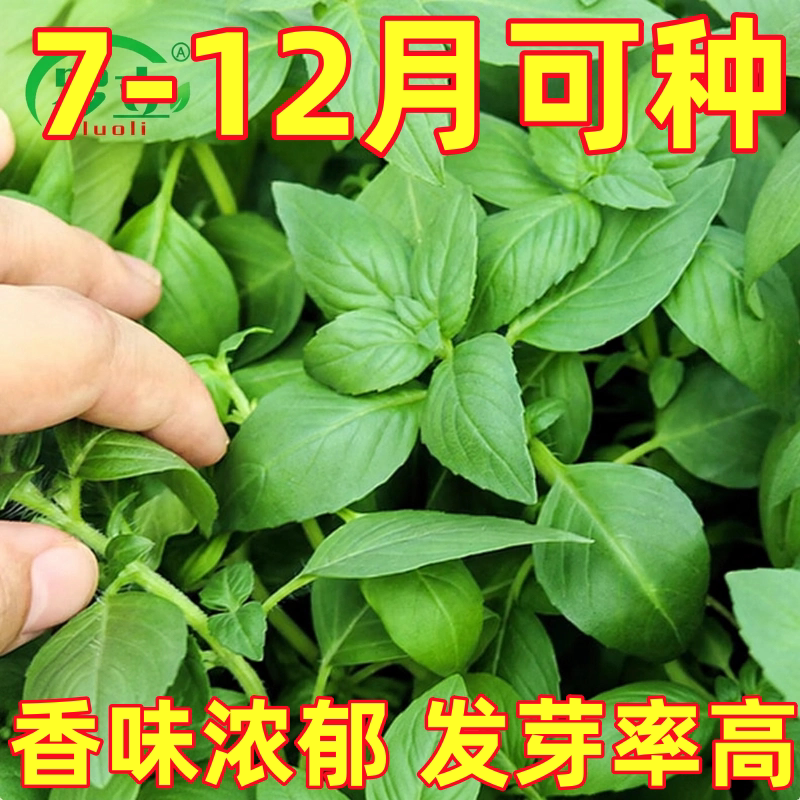 河南特产大叶荆芥种子种籽苗夏季菜苗荆棘菜种苋菜带土秧苗种苗