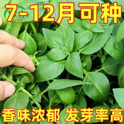河南特产大叶荆芥种子种籽苗夏季菜苗荆棘菜种苋菜带土秧苗种苗