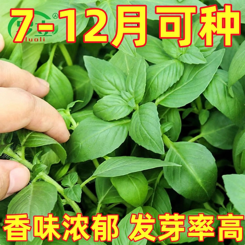 河南特产大叶荆芥种子种籽苗夏季菜苗荆棘菜种苋菜带土秧苗种苗