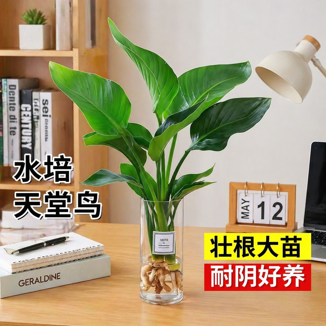 天堂鸟水培植物室内好养桌面盆栽鹤望兰办公室客厅水培绿植花卉苗