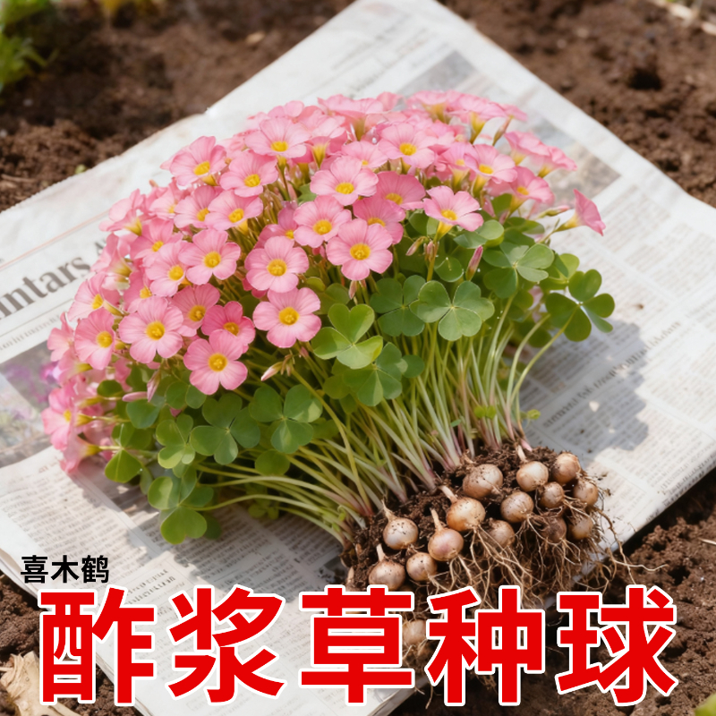 酢浆草紫叶红花多年生早花种球盆栽阳台耐热耐寒多年生花卉植物