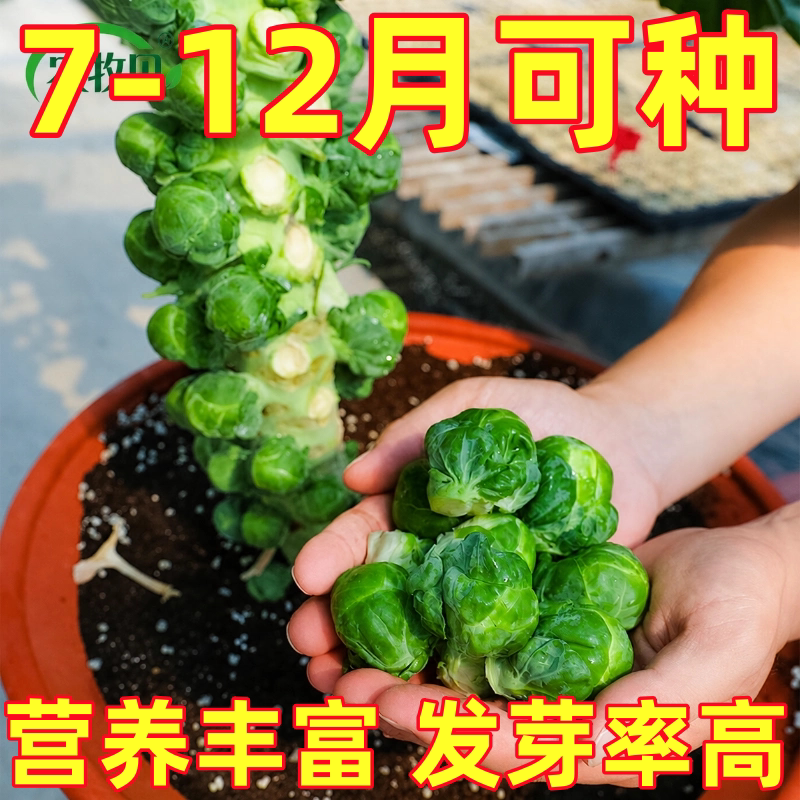 孢子甘蓝种子抱子甘蓝春秋四季种种子小包菜卷心菜包心菜蔬菜种子